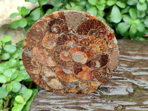 Hand Made Ammonite Conglomerate Coffee Table Coasters x 6 From Mahajanga, Madagascar