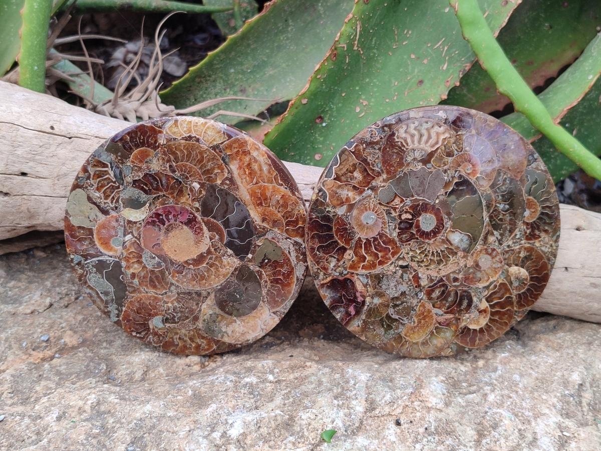 Hand Made Ammonite Conglomerate Coffee Table Coasters x 6 From Mahajanga, Madagascar