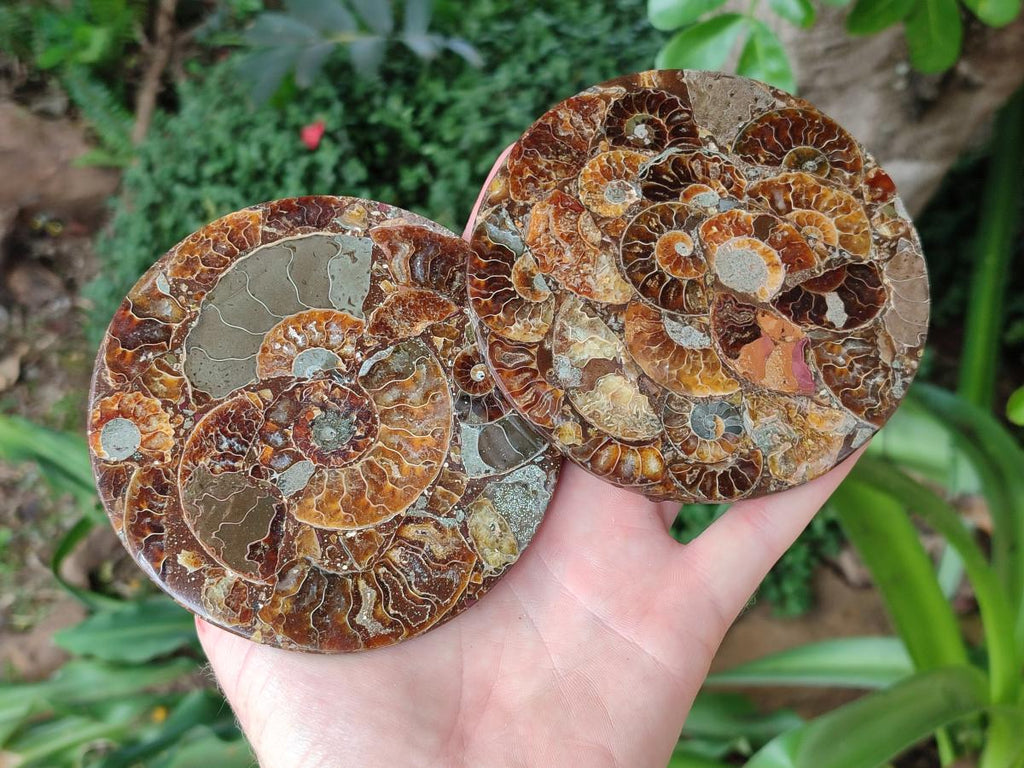 Hand Made Ammonite Conglomerate Coffee Table Coasters x 6 From Mahajanga, Madagascar