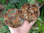 Hand Made Ammonite Conglomerate Coffee Table Coasters x 6 From Mahajanga, Madagascar