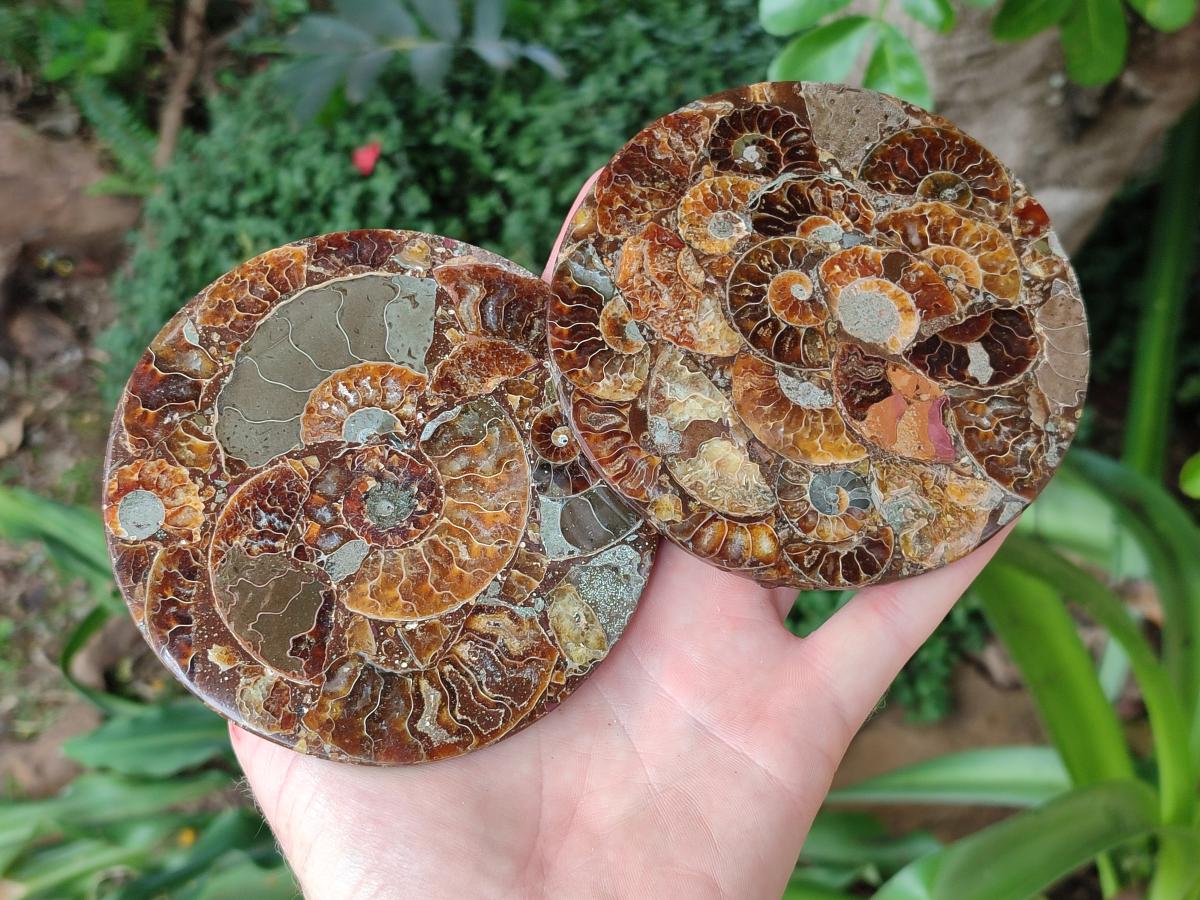 Hand Made Ammonite Conglomerate Coffee Table Coasters x 6 From Mahajanga, Madagascar