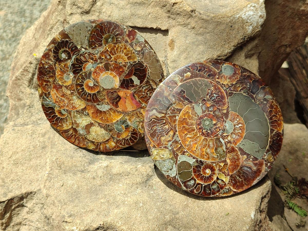 Hand Made Ammonite Conglomerate Coffee Table Coasters x 6 From Mahajanga, Madagascar