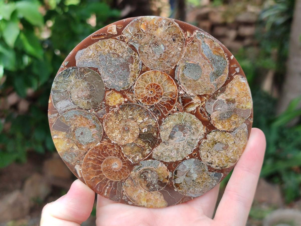 Hand Made Ammonite Conglomerate Coffee Table Coasters x 6 From Mahajanga, Madagascar