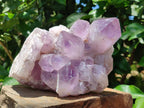Natural Large Jacaranda Amethyst Crystal Cluster x 1 From Mumbwa, Zambia