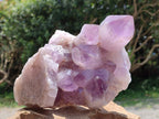 Natural Large Jacaranda Amethyst Crystal Cluster x 1 From Mumbwa, Zambia