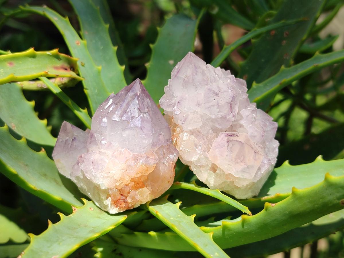 Natural Cactus Flower Amethyst Spirit Clusters x 12 From South Africa