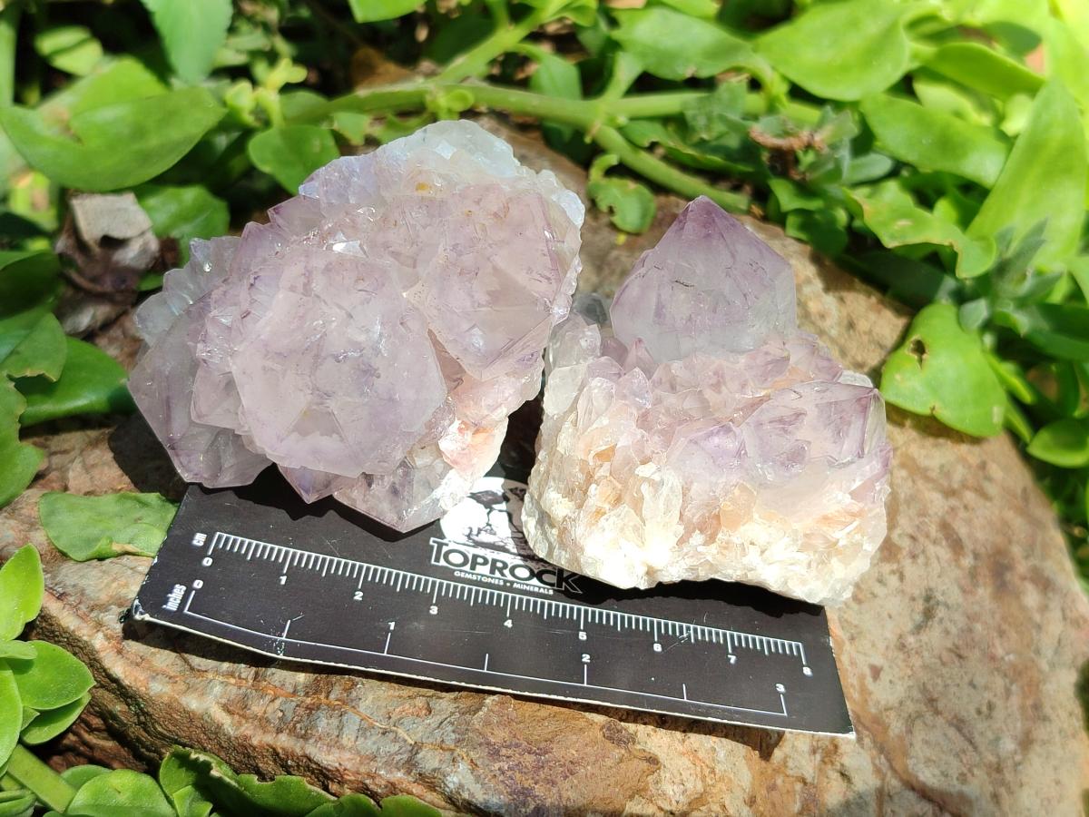 Natural Cactus Flower Amethyst Spirit Clusters x 12 From South Africa