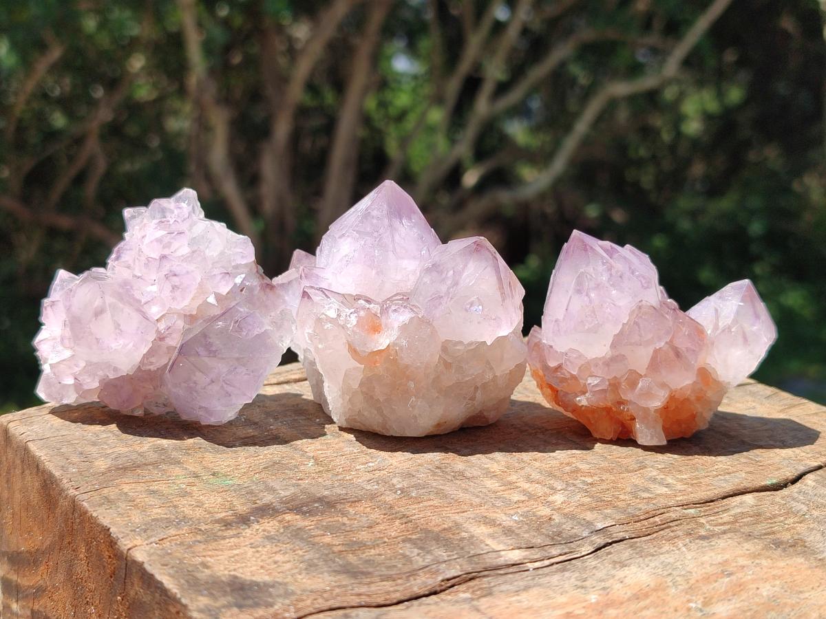 Natural Cactus Flower Amethyst Spirit Clusters x 12 From South Africa