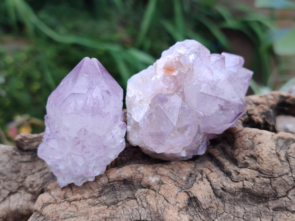 Natural Cactus Flower Amethyst Spirit Clusters x 12 From South Africa