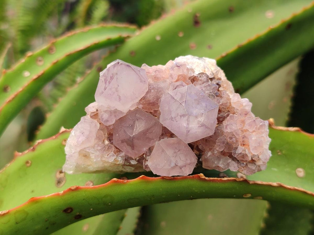 Natural Cactus Flower Amethyst Spirit Clusters x 12 From South Africa