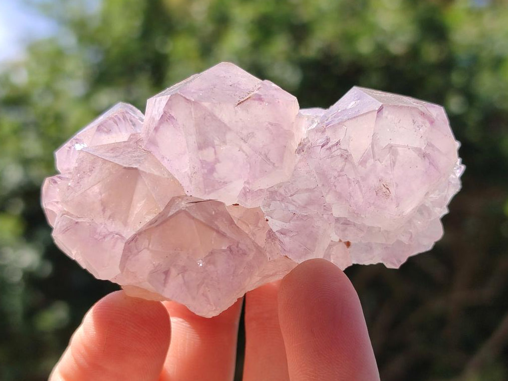 Natural Cactus Flower Amethyst Spirit Clusters x 12 From South Africa