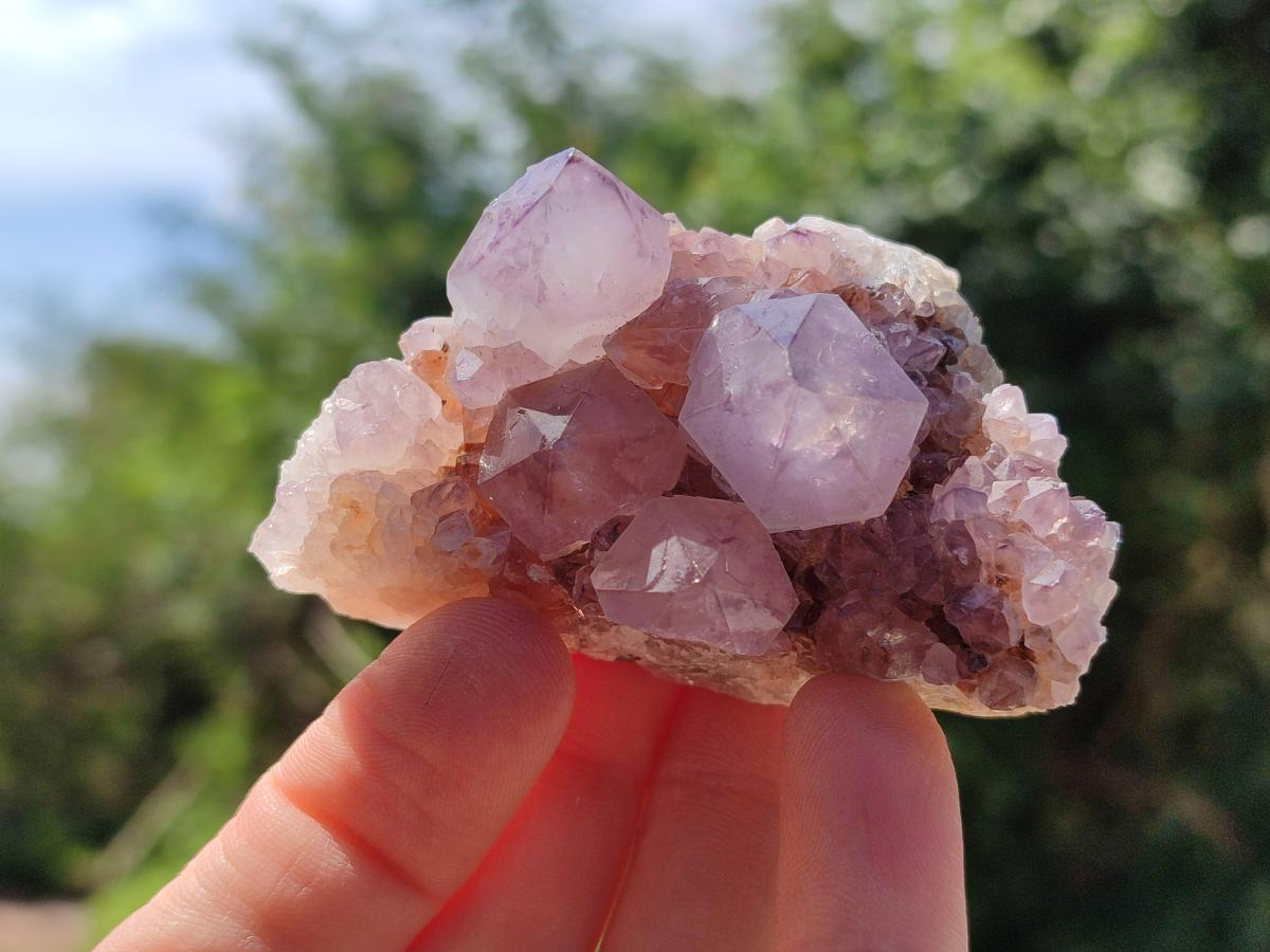 Natural Cactus Flower Amethyst Spirit Clusters x 12 From South Africa
