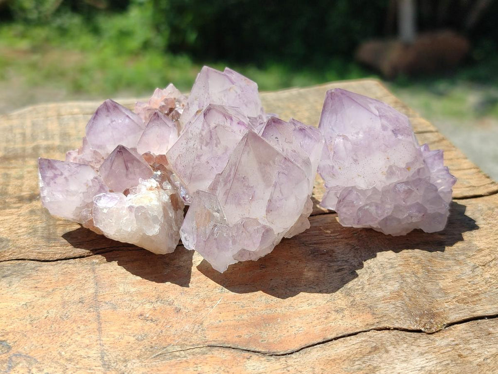 Natural Cactus Flower Amethyst Spirit Clusters x 12 From South Africa