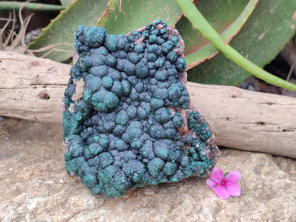 Natural Crystalline Ball Malachite on Dolomite Specimen x 1 From Mindingi Mine, Kambove, Congo