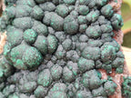 Natural Crystalline Ball Malachite on Dolomite Specimen x 1 From Mindingi Mine, Kambove, Congo