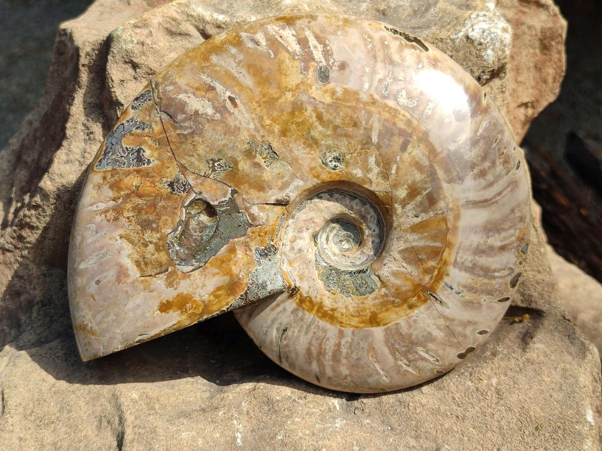 Polished Large Cleoniceras Ammonite Fossils x 1 From Tulear, Madagascar