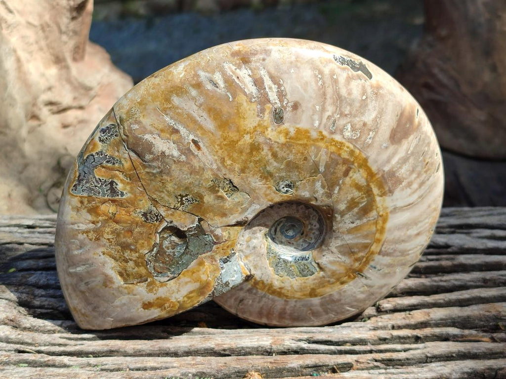 Polished Large Cleoniceras Ammonite Fossils x 1 From Tulear, Madagascar
