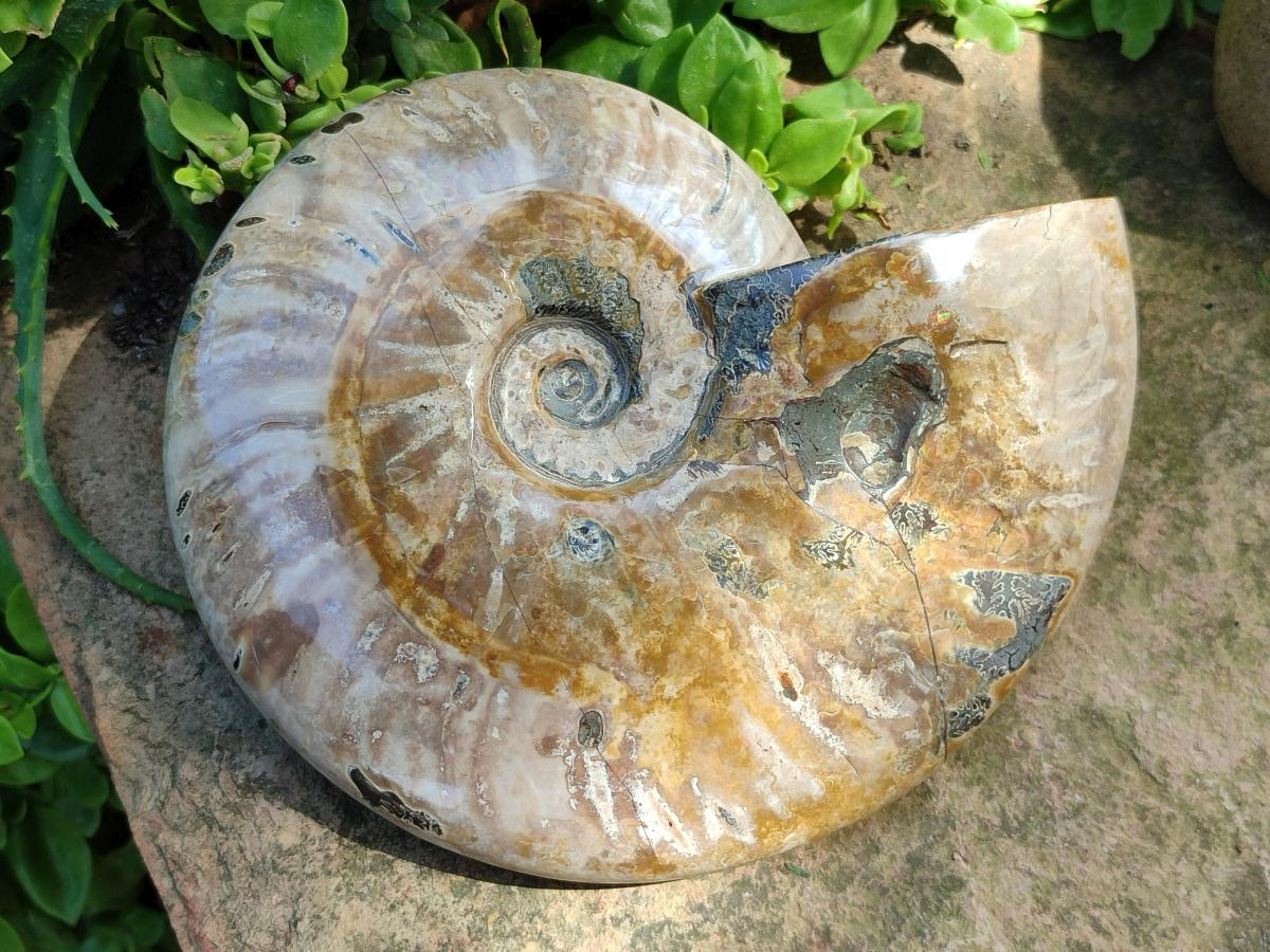 Polished Large Cleoniceras Ammonite Fossils x 1 From Tulear, Madagascar