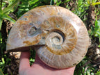 Polished Large Cleoniceras Ammonite Fossils x 1 From Tulear, Madagascar
