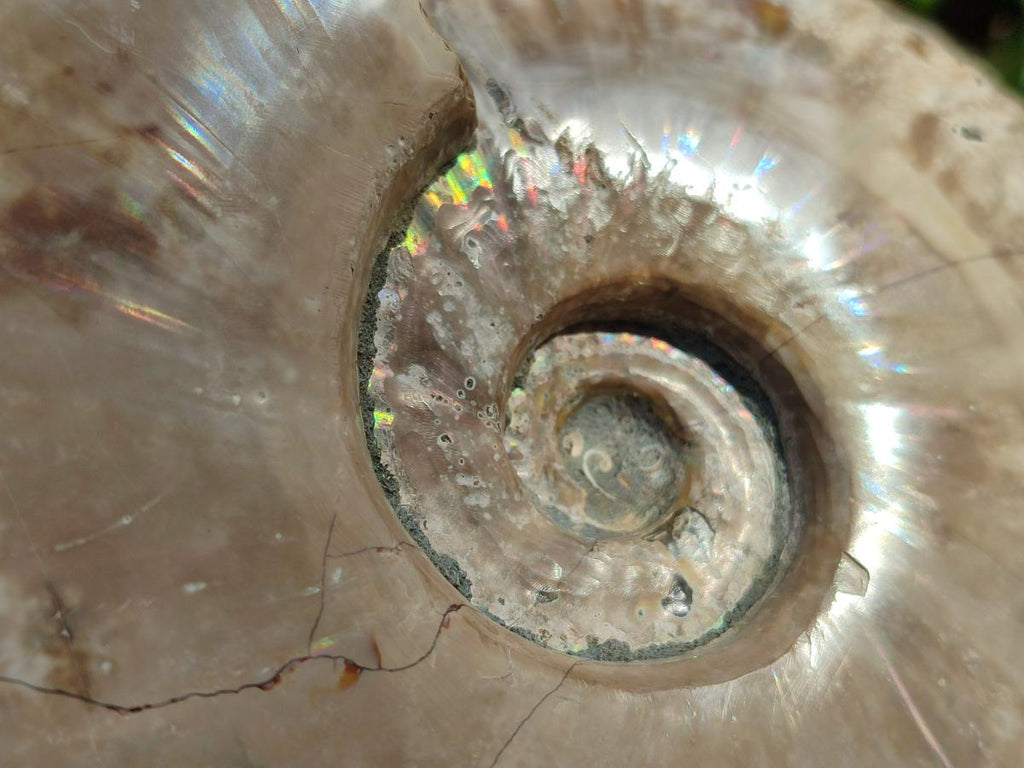 Polished Large Cleoniceras Ammonite Fossils x 1 From Tulear, Madagascar