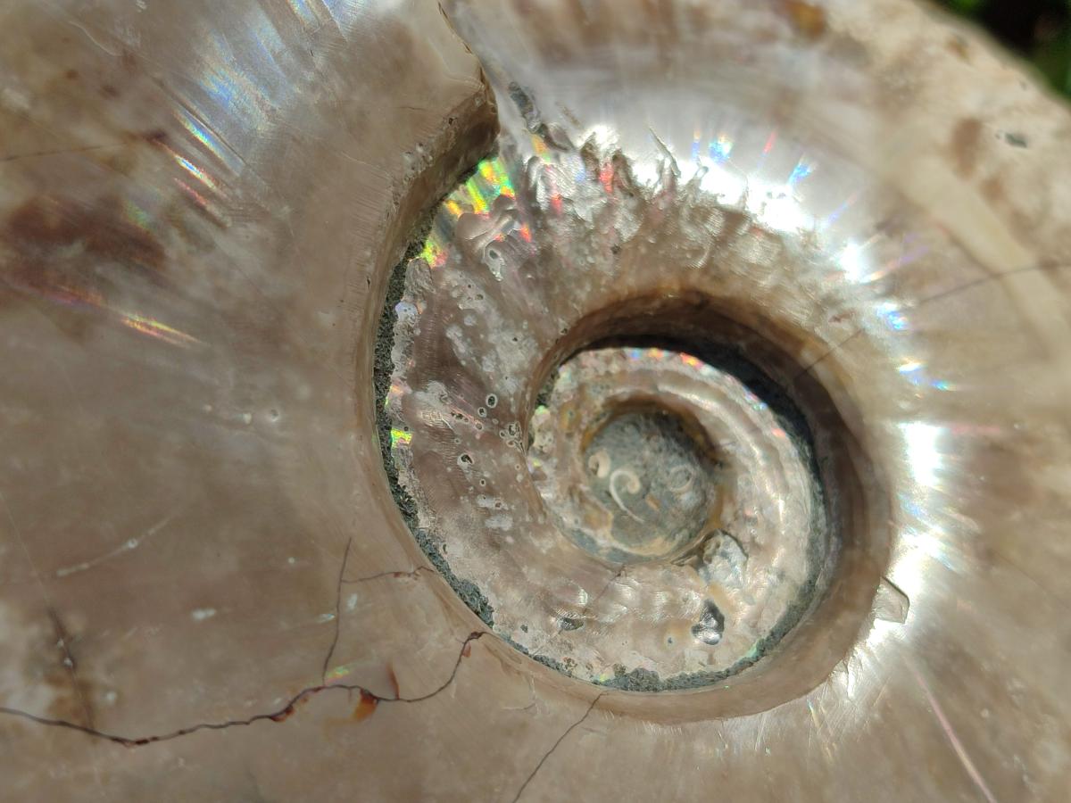 Polished Large Cleoniceras Ammonite Fossils x 1 From Tulear, Madagascar