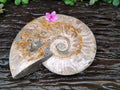 Polished Large Cleoniceras Ammonite Fossils x 1 From Tulear, Madagascar