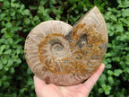 Polished Large Cleoniceras Ammonite Fossils x 1 From Tulear, Madagascar