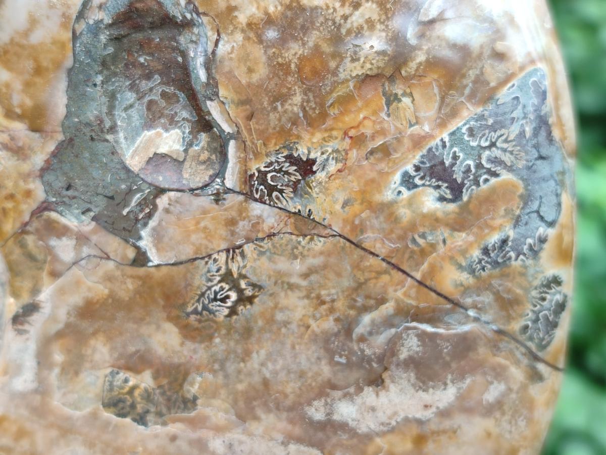 Polished Large Cleoniceras Ammonite Fossils x 1 From Tulear, Madagascar