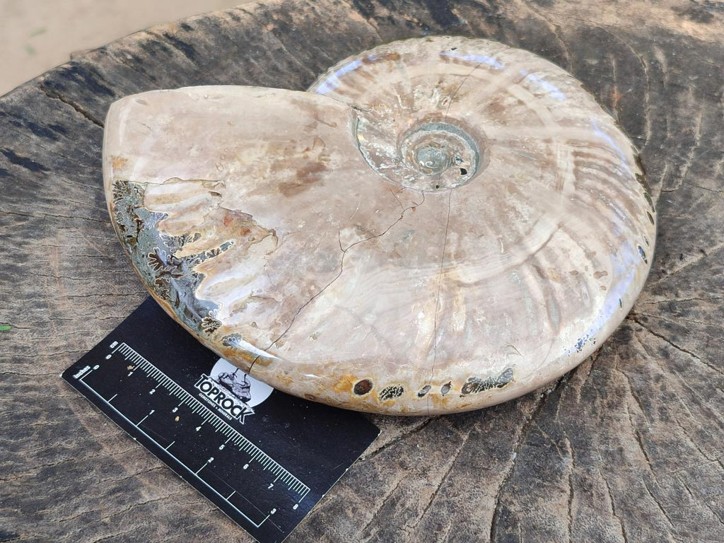 Polished Large Cleoniceras Ammonite Fossils x 1 From Tulear, Madagascar