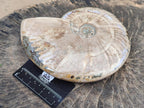 Polished Large Cleoniceras Ammonite Fossils x 1 From Tulear, Madagascar