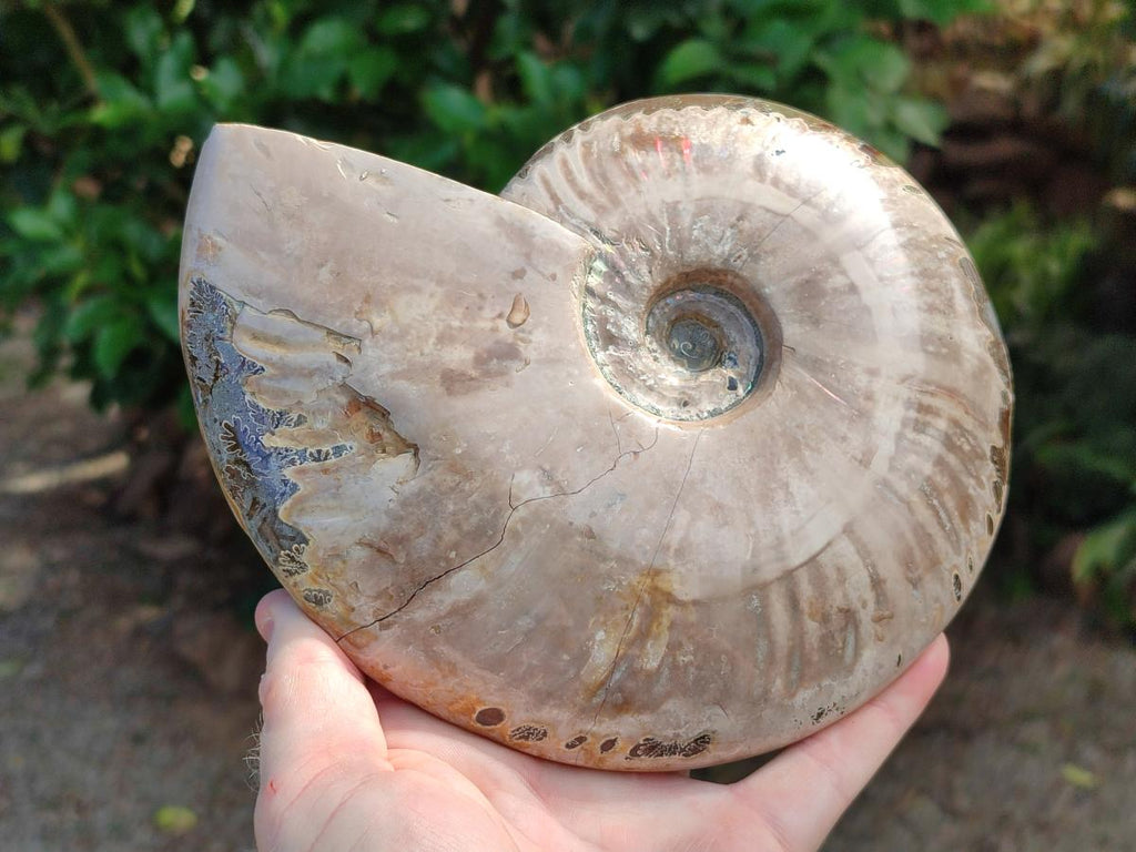 Polished Large Cleoniceras Ammonite Fossils x 1 From Tulear, Madagascar