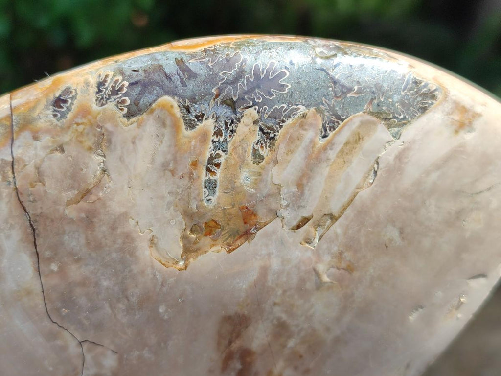 Polished Large Cleoniceras Ammonite Fossils x 1 From Tulear, Madagascar
