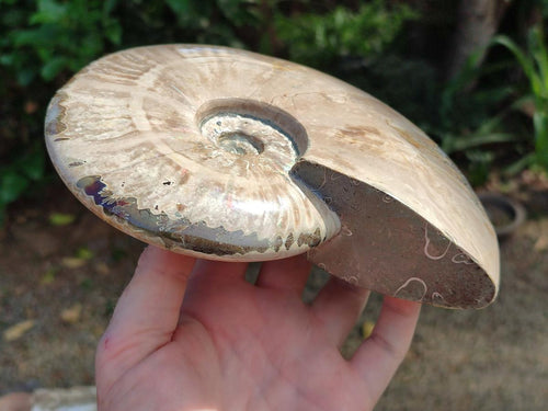 Polished Large Cleoniceras Ammonite Fossils x 1 From Tulear, Madagascar - Toprock Gemstones and Minerals 