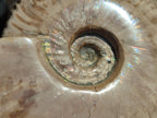 Polished Large Cleoniceras Ammonite Fossils x 1 From Tulear, Madagascar