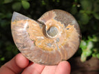 Polished Cleoniceras "Jigsaw" Ammonite Fossils x 6 From Tulear, Madagascar