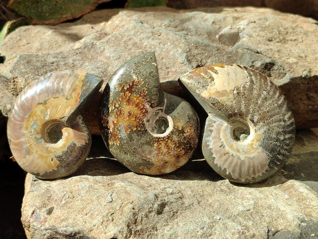 Polished Cleoniceras "Jigsaw" Ammonite Fossils x 6 From Tulear, Madagascar