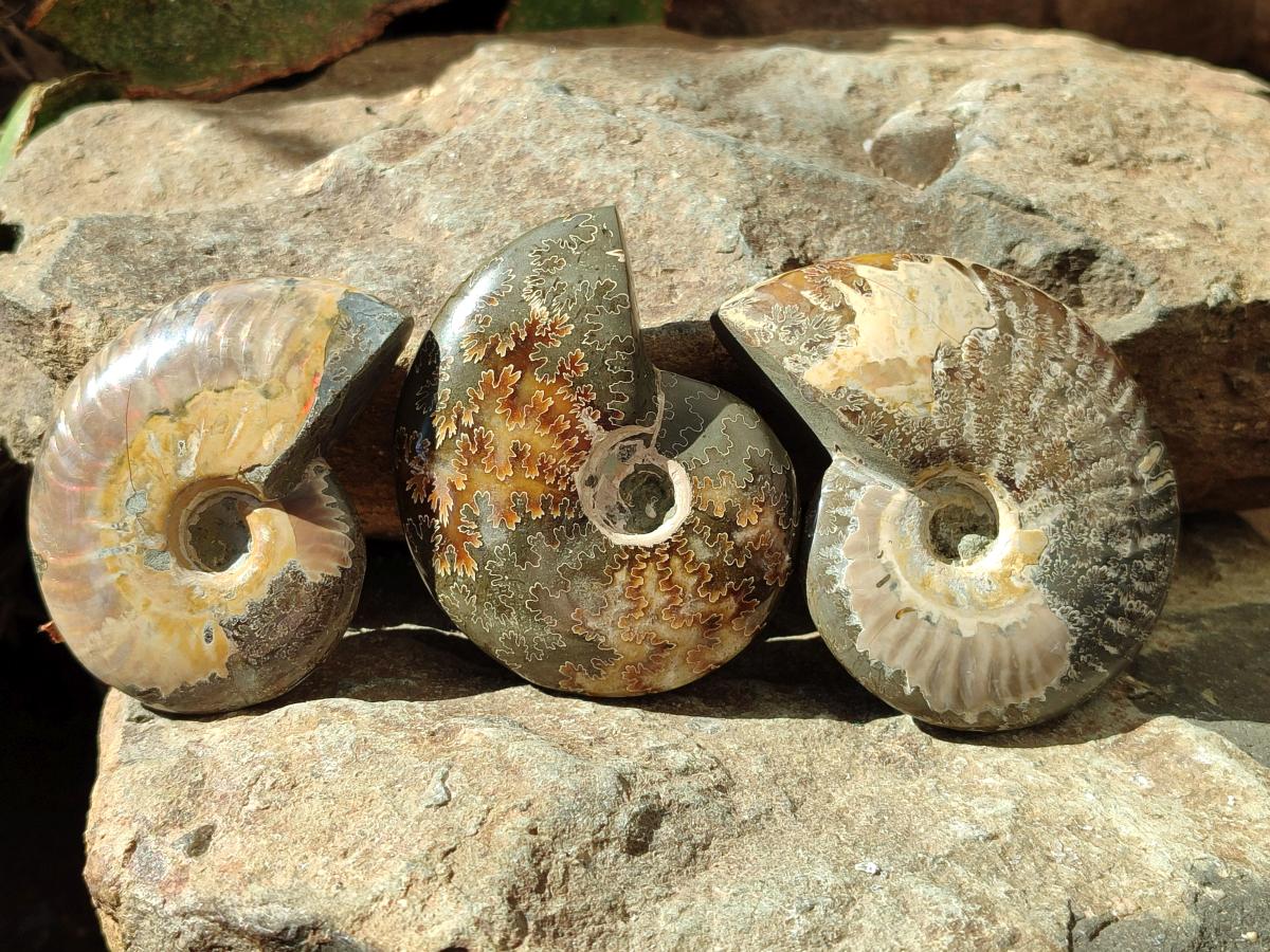 Polished Cleoniceras "Jigsaw" Ammonite Fossils x 6 From Tulear, Madagascar