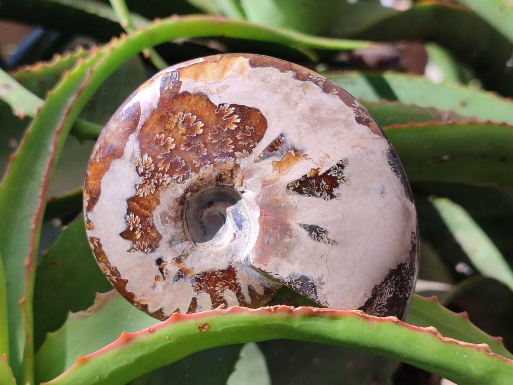 Polished Cleoniceras "Jigsaw" Ammonite Fossils x 6 From Tulear, Madagascar