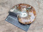 Polished Cleoniceras "Jigsaw" Ammonite Fossils x 6 From Tulear, Madagascar