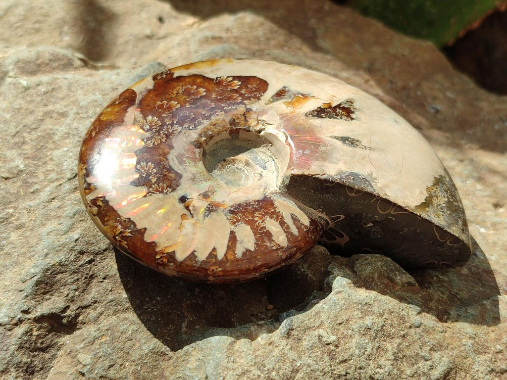 Polished Cleoniceras "Jigsaw" Ammonite Fossils x 6 From Tulear, Madagascar
