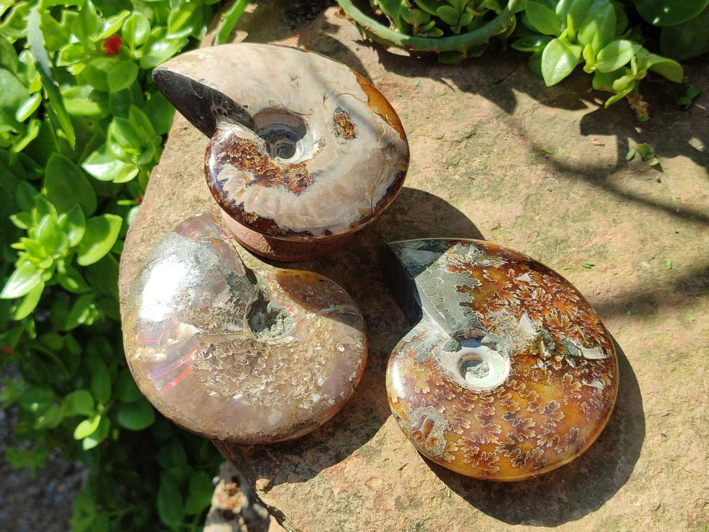 Polished Cleoniceras "Jigsaw" Ammonite Fossils x 6 From Tulear, Madagascar
