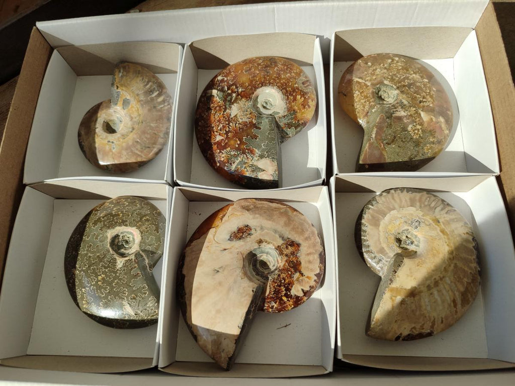 Polished Cleoniceras "Jigsaw" Ammonite Fossils x 6 From Tulear, Madagascar