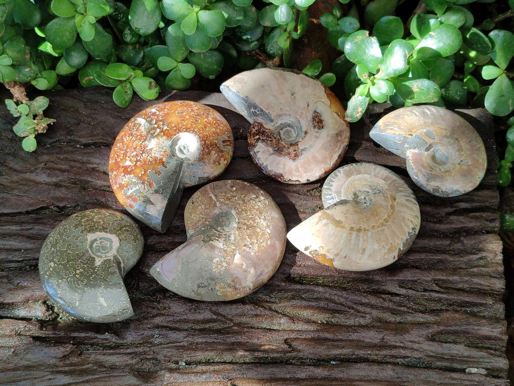 Polished Cleoniceras "Jigsaw" Ammonite Fossils x 6 From Tulear, Madagascar
