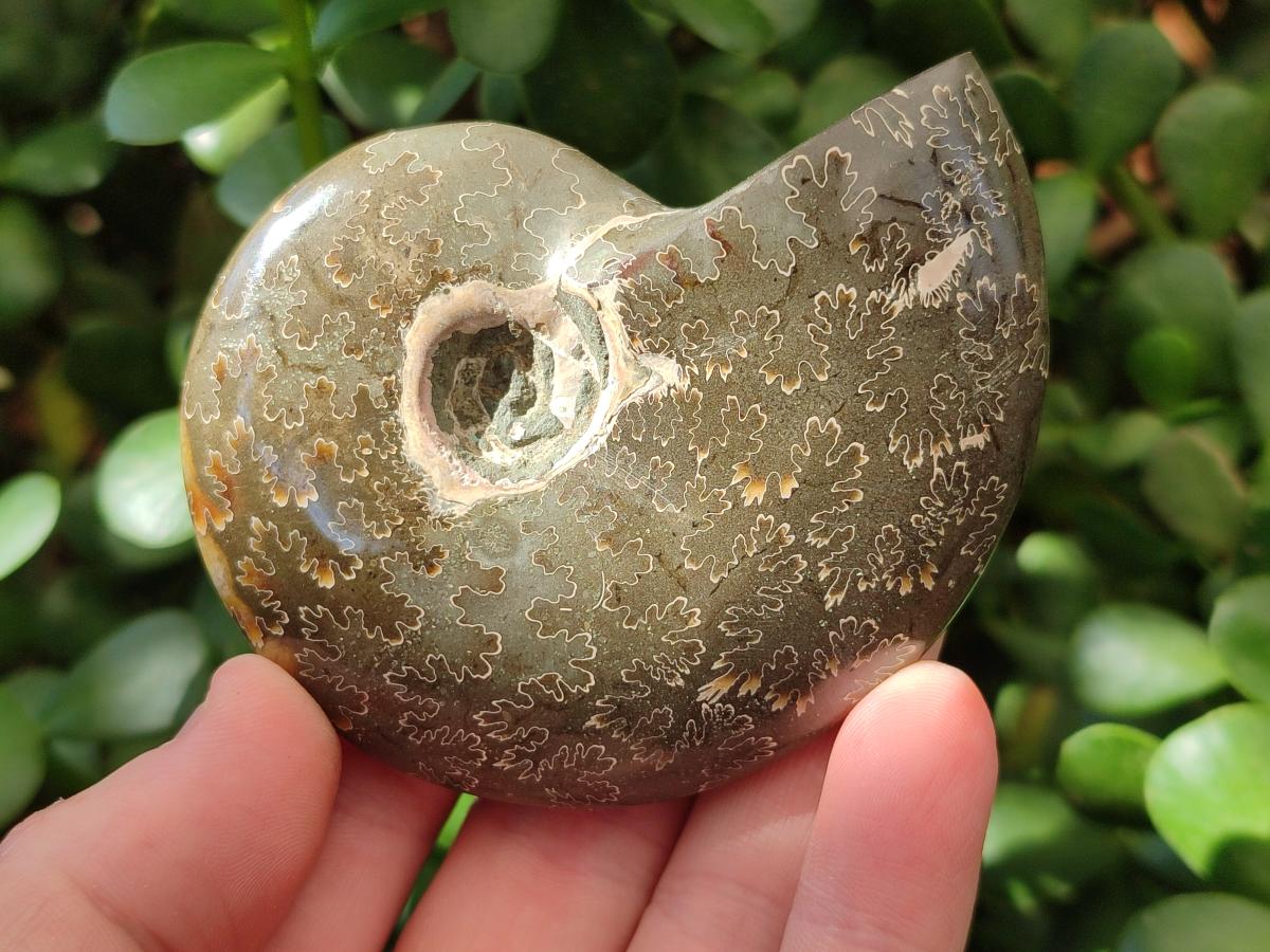 Polished Cleoniceras "Jigsaw" Ammonite Fossils x 6 From Tulear, Madagascar