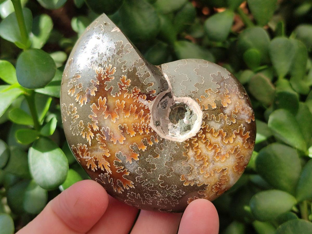 Polished Cleoniceras "Jigsaw" Ammonite Fossils x 6 From Tulear, Madagascar