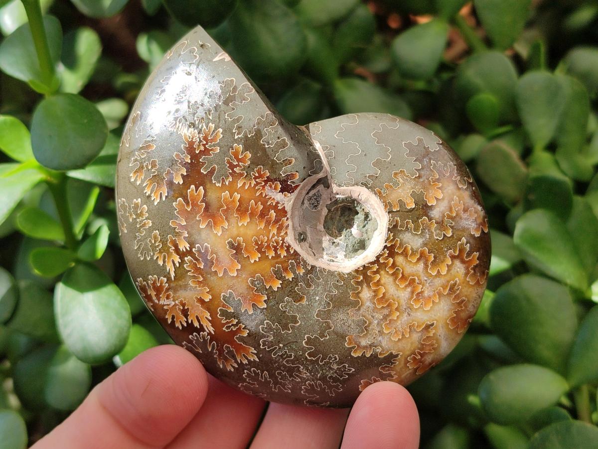 Polished Cleoniceras "Jigsaw" Ammonite Fossils x 6 From Tulear, Madagascar