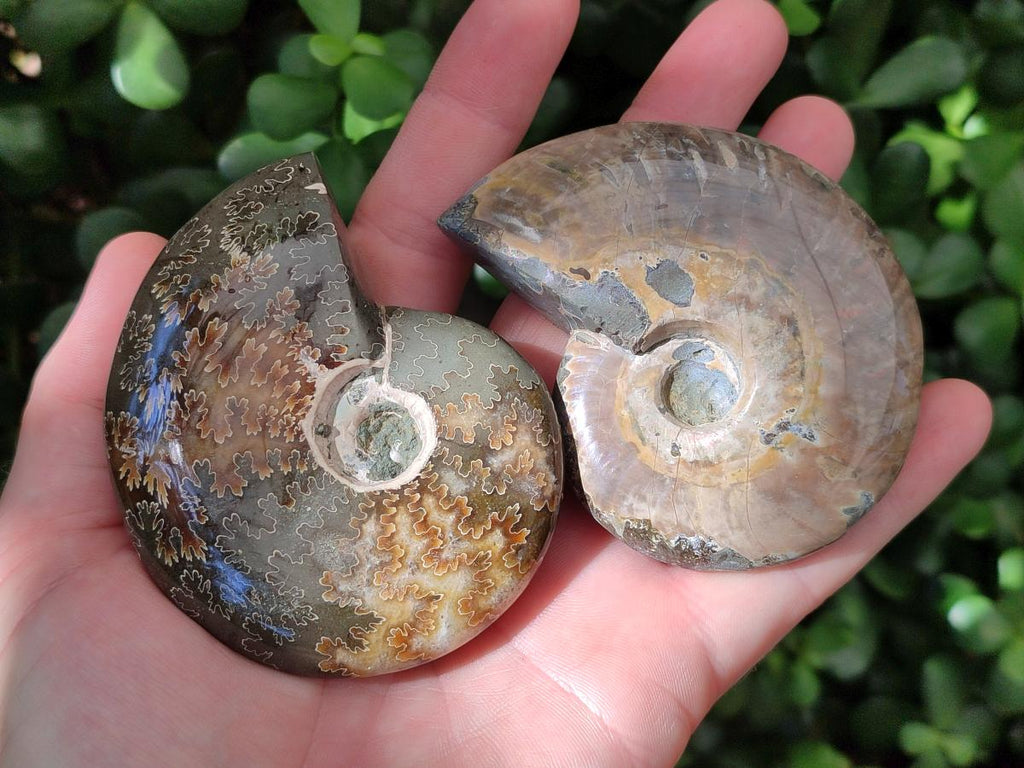 Polished Cleoniceras "Jigsaw" Ammonite Fossils x 6 From Tulear, Madagascar
