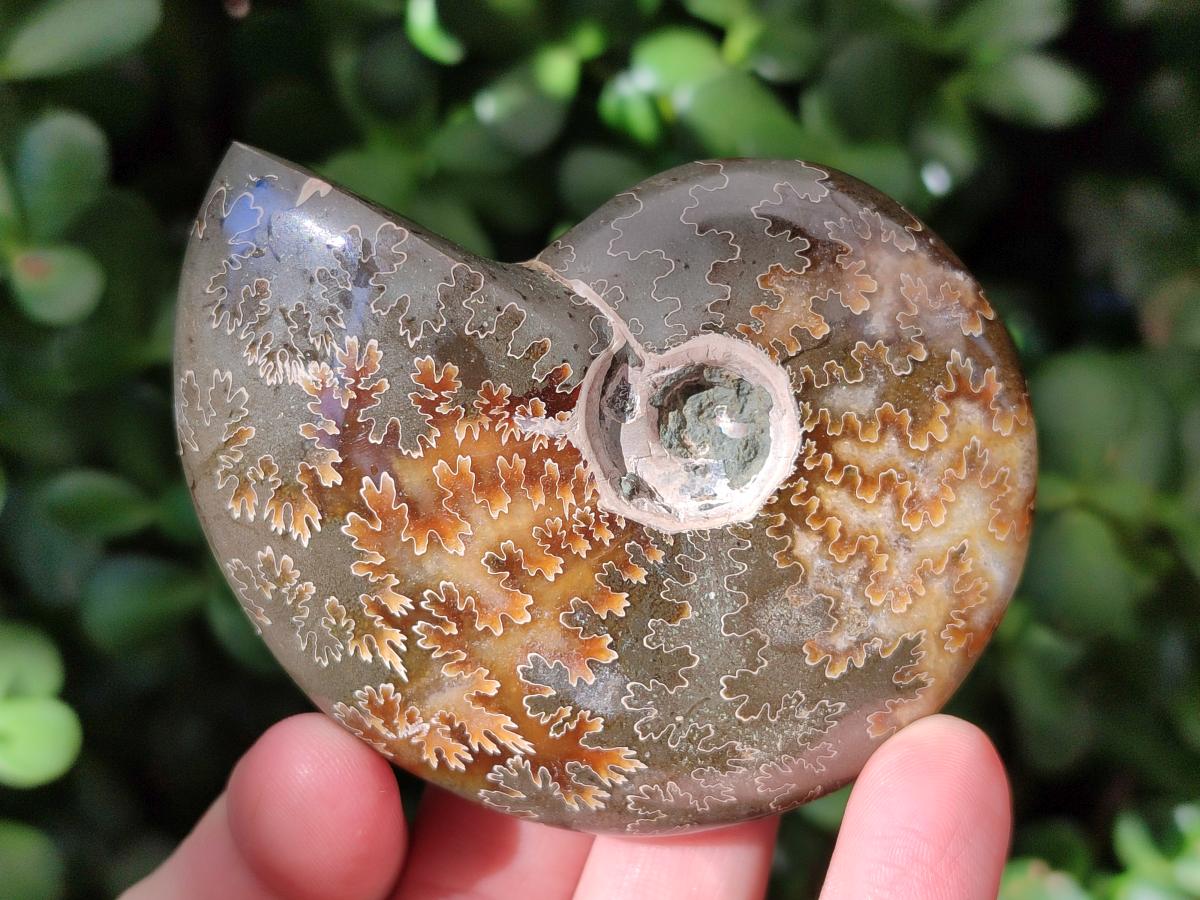 Polished Cleoniceras "Jigsaw" Ammonite Fossils x 6 From Tulear, Madagascar