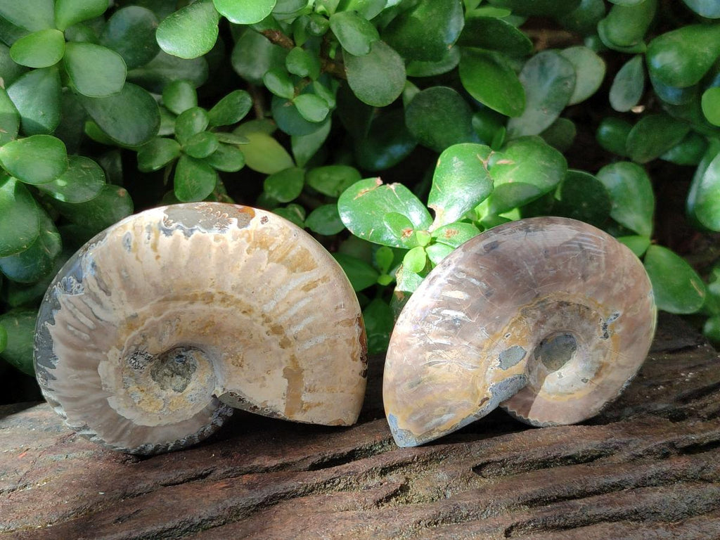 Polished Cleoniceras "Jigsaw" Ammonite Fossils x 6 From Tulear, Madagascar