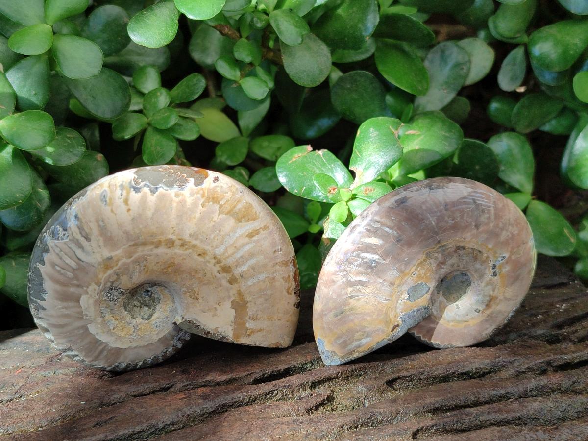 Polished Cleoniceras "Jigsaw" Ammonite Fossils x 6 From Tulear, Madagascar